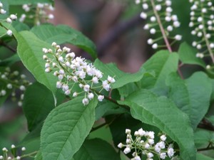 小樽市の裏山にて2013年6月4日撮影