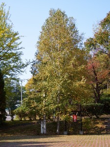小樽市なえぼ公園にて2014年10月8日撮