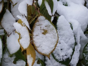 小樽の庭額紫陽花の葉：2014年11月14日