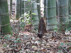 [姫路・京都の旅]竹の寺にて2015年4月2