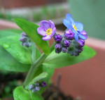 紫の蕾から空色に