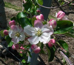りんごの花が咲いていました りんごの花が咲いていました