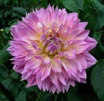 ダリア(プリンセス・マサコ) ダリア(プリンセス・マサコ)