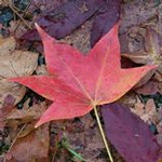 モミジバフウの葉 モミジバフウの葉