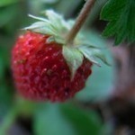 ワイルドストロベリー ワイルドストロベリー