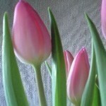 鉢植えのチューリップ 鉢植えのチューリップ