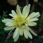 レモンイエローのマーガレット