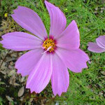 道端のコスモス 道端のコスモス