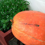 パン屋さんのカボチャ パン屋さんのカボチャ