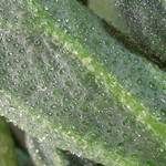 水滴みたいにキラキラ