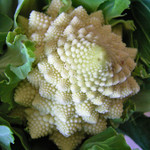 カリフラワー ロマネスコ カリフラワー ロマネスコ