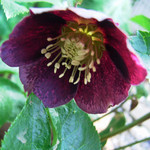 クリスマスローズ クリスマスローズ