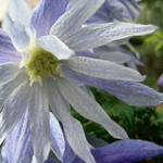 マクロペタラより淡い紫色 マクロペタラより淡い紫色