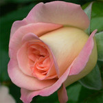 ジャルダン・ドゥ・レソンヌ ジャルダン・ドゥ・レソンヌ