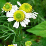 カモミール カモミール