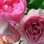 美しい秋のバラ 美しい秋のバラ