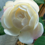 木立のアイスバーグ 木立のアイスバーグ