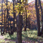 紅葉ファイナル