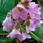 ヒマラヤユキノシタ