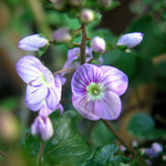 ヴェロニカ・マダムマルシア ヴェロニカ・マダムマルシア