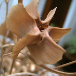 バイモユリ ドライフラワー バイモユリ ドライフラワー