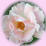 ラ・マリエ ラ・マリエ