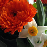 キンセンカとスイセン