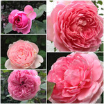 ピンク系いろいろ