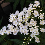 ニワナナカマド ニワナナカマド