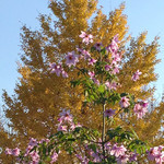 イチョウとダリア イチョウとダリア