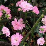 ザ・フェアリー