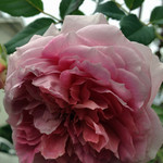 ローブ・ア・ラ・フランセーズ ローブ・ア・ラ・フランセーズ