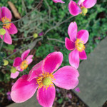 シュウメイギク シュウメイギク