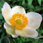 シュウメイギク　白