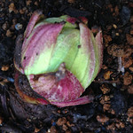 庭のフキノトウ 庭のフキノトウ