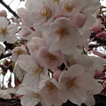 乞田川の桜