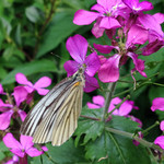 オオバンソウに蝶 オオバンソウに蝶