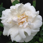 マダム・アルフレッド・キャリエール