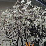 ジューンベリー