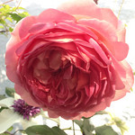 ジュビリー・セレブレーション ジュビリー・セレブレーション