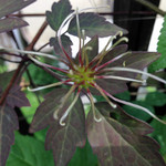 花後のシベ(フレッダ) 花後のシベ(フレッダ)