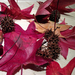 色づいてきたモミジバフウ 色づいてきたモミジバフウ