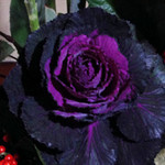 葉ボタン 葉ボタン