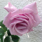 シークレット・パフューム