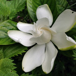 クチナシ クチナシ