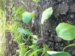 ss-dd-aa2012-07-02