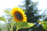 ssjun2008-08-24 ssjun2008-08-24