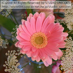 studio_unicorn20080226 studio_unicorn20080226