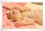 2014.08.14子猫