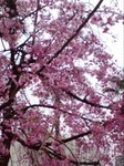 しだれ桜